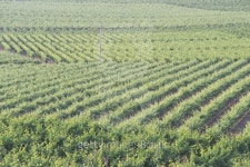 Vineyard rows 이미지 (78482040) - 게티이미지뱅크 Vineyard rows