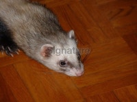 Ferret NoÃ¨ 이미지 (90649478) - 게티이미지뱅크 Ferret NoÃ¨