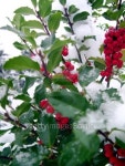 Very Berry 이미지 (139377573) - 게티이미지뱅크 Very Berry
