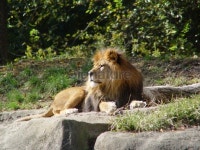 I am the King 이미지 (90653220) - 게티이미지뱅크 I am the King