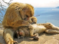 grooming 이미지 (90693922) - 게티이미지뱅크 grooming