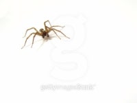 Spider 이미지 (90689139) - 게티이미지뱅크 Spider