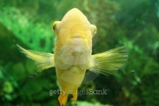 Goldfish In Fish Tank 이미지 (96644256) - 게티이미지뱅크 Goldfish In Fish Tank