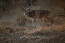 Chital (Axis axis) watching and walking, Gir N.P, India 이미지 (200207631-001) - 게티이미지뱅크 Chital (Axis axis) watching... 