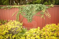 Property line flowers 이미지 (87638301) - 게티이미지뱅크 Property line flowers