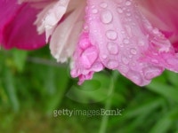 rain peony 이미지 (139403237) - 게티이미지뱅크 rain peony