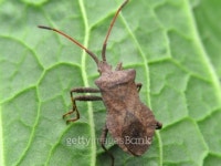 Bug on leaf 이미지 (93691504) - 게티이미지뱅크 Bug on leaf