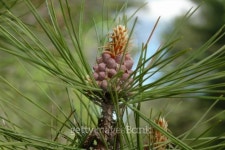 New Pine Cone 이미지 (139706104) - 게티이미지뱅크 New Pine Cone