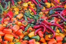Peppers! 이미지 (90668309) - 게티이미지뱅크 Peppers!