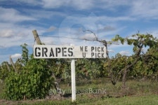 U-Pick Sign 이미지 (92461797) - 게티이미지뱅크 U-Pick Sign