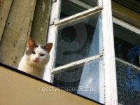 Smart cat 이미지 (93597483) - 게티이미지뱅크 Smart cat