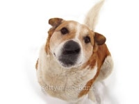 Winter Dog 이미지 (139546118) - 게티이미지뱅크 Winter Dog