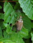 May bug #2 이미지 (139706988) - 게티이미지뱅크 May bug #2