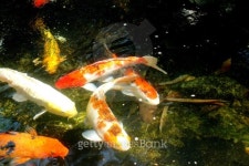 Koi fish 이미지 (139390008) - 게티이미지뱅크 Koi fish