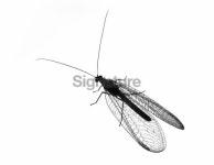 Lace wing - Super macro b&w 이미지 (172662095) - 게티이미지뱅크 Lace wing - Super macro b&w