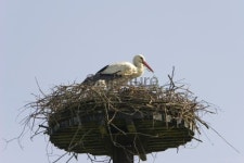 Nest of a Stork 이미지 (98458774) - 게티이미지뱅크 Nest of a Stork