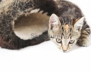 Puss In Boots 이미지 (92505492) - 게티이미지뱅크 Puss In Boots