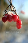 Rowan berries at winter (5) 이미지 (139389191) - 게티이미지뱅크 Rowan berries at winter (5)