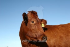 danish cows 23 이미지 (139673891) - 게티이미지뱅크 danish cows 23