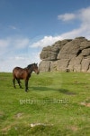 Dartmoor pony 이미지 (139403578) - 게티이미지뱅크 Dartmoor pony