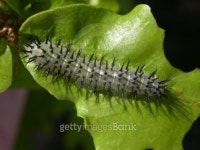 Sawfly Larva 2 이미지 (98970936) - 게티이미지뱅크 Sawfly Larva 2