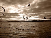 Lake Pf+Ã±ffikon 이미지 (90657390) - 게티이미지뱅크 Lake Pf+Ã±ffikon