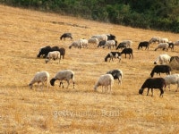 Flock of sheep 이미지 (115870752) - 게티이미지뱅크 Flock of sheep