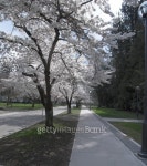 Cherry Blossoms 이미지 (139390679) - 게티이미지뱅크 Cherry Blossoms