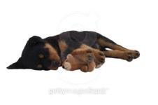 Rottweiler Puppy 이미지 (98994690) - 게티이미지뱅크 Rottweiler Puppy