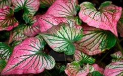 exotic foliage background 이미지 (92514649) - 게티이미지뱅크 exotic foliage background