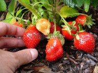 Hand Picking Strawberries 이미지 (172652930) - 게티이미지뱅크 Hand Picking Strawberries