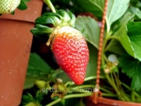 Strawberry 이미지 (98978514) - 게티이미지뱅크 Strawberry