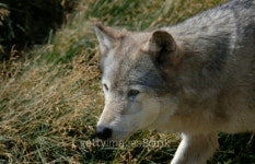 Close Up of Timber Wolf 이미지 (92472212) - 게티이미지뱅크 Close Up of Timber Wolf