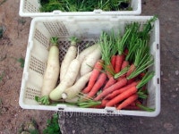 basket of organic carrots 이미지 (90331499) - 게티이미지뱅크 basket of organic carrots