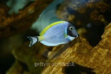 Tropical Fish 이미지 (139537080) - 게티이미지뱅크 Tropical Fish