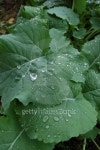 After rain 이미지 (139962744) - 게티이미지뱅크 After rain