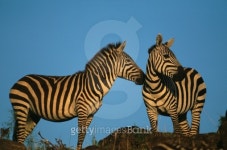 Two Burchells zebras (Equus burchelli), face to face, Kenya 이미지 (200329110-001) - 게티이미지뱅크 Two Burchells zebras... 