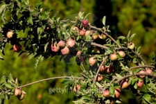 Apples ready for picking 이미지 (93066104) - 게티이미지뱅크 Apples ready for picking