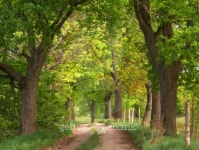 spring road 이미지 (89324857) - 게티이미지뱅크 spring road