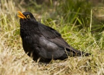 Blackbird singing 이미지 (139972824) - 게티이미지뱅크 Blackbird singing