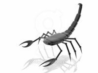S-Ã¼orpion 이미지 (93712644) - 게티이미지뱅크 S-Ã¼orpion