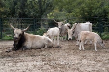 longhorns in zoo 이미지 (90919207) - 게티이미지뱅크 longhorns in zoo