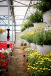 Rows of flowers in greenhouse 이미지 (76811199) - 게티이미지뱅크 Rows of flowers in greenhouse