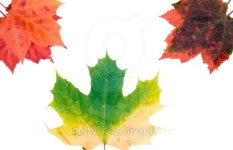 Leafs 이미지 (89345532) - 게티이미지뱅크 Leafs