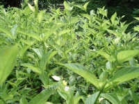Tea Gardens 이미지 (139883873) - 게티이미지뱅크 Tea Gardens