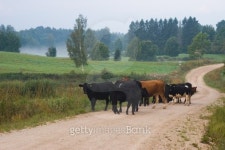 Cows 이미지 (139706672) - 게티이미지뱅크 Cows