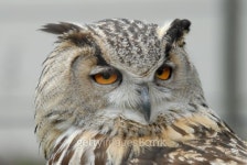 An Owl Looking Out 이미지 (140256383) - 게티이미지뱅크 An Owl Looking Out
