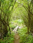 Forest 3 이미지 (93560287) - 게티이미지뱅크 Forest 3