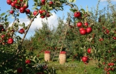 Harvest Time 이미지 (99139875) - 게티이미지뱅크 Harvest Time