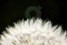 Puff of Fluff 이미지 (91671991) - 게티이미지뱅크 Puff of Fluff